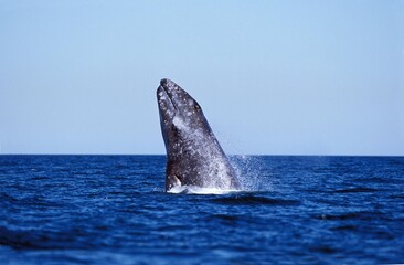 Fototapeta premium GREY WHALE eschrichtius robustus, BREACHING, BAJA CALIFORNIA IN MEXICO