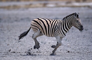 Fototapeta na wymiar BURCHELL'S ZEBRA equus burchelli, ADULT RUNNING, TANZANIA