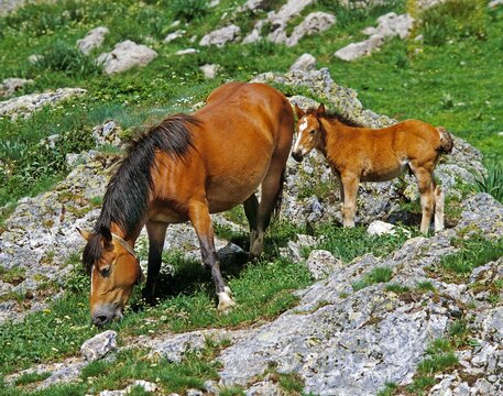 HORSES, MARE WITH FOAL, PYRENEES MOUNTAINS IN FRANCE