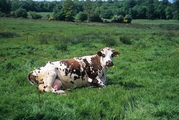 NORMANDY CATTLE, COW RESTING ON GRASS, NORMANDY