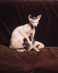 SPHYNX DOMESTIC CAT, FEMALE WITH SUCKLING KITTEN