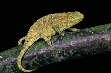 ELLIOT'S CHAMELEON OR MONTANE SIDE-STRIPED CHAMELEON chamaeleo ellioti, ADULT STANDING ON BRANCH