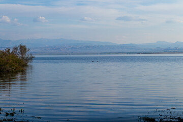 view of the lake with seagulls swimming in the it