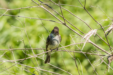 Eastern phoebe sitting on a branch