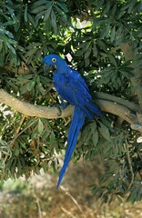 HYACINTH MACAW anodorhynchus hyacinthinus, ADULT STANDING ON BRANCH