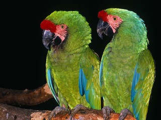 MILITARY MACAW ara militaris, PAIR STANDING ON BRANCH © slowmotiongli