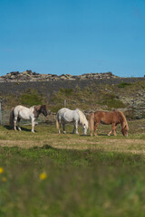 Naklejka na ściany i meble 3 Icelandic horses roaming by Selatangar