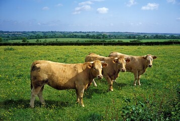 Obraz premium CATTLE STANDING IN MEADOW
