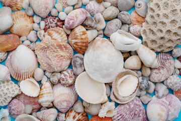 background of many different seashells close up