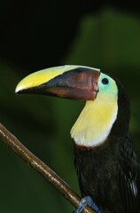 CHESTNUT-MANDIBLE TOUCAN ramphastos swainsonii, PORTRAIT OF ADULT, COSTA RICA