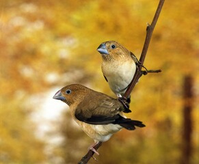AFRICAN SILVERBILL lonchura cantans, PAIR STANDING ON BRANCH