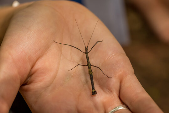 A small stick insect in a persons hand from a rainforest