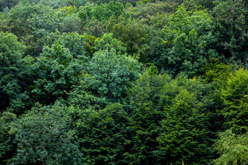 Fototapeta na wymiar green forest summer leaves background