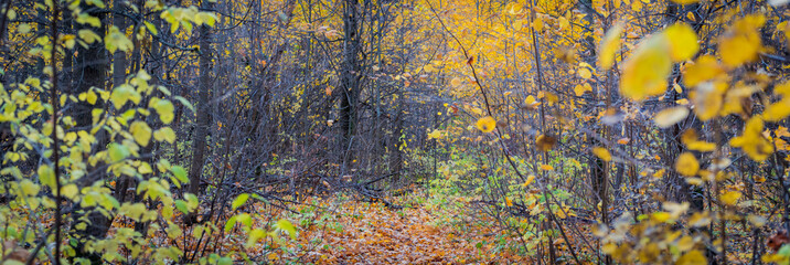 Panoramic forest autumn landscape with colorful leaves and trees