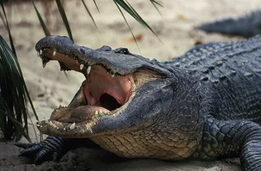 Selbstklebende Fototapeten AMERICAN ALLIGATOR alligator mississipiensis, ADULT WITH OPEN MOUTH REGULATING BODY TEMPERATURE © slowmotiongli