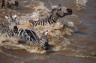 Fototapeta na wymiar BURCHELL'S ZEBRA equus burchelli, GROUP CROSSING MARA RIVER, MASAI MARA PARK IN KENYA