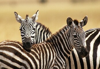 BURCHELL'S ZEBRA equus burchelli, ADULT WITH FOAL, KENYA