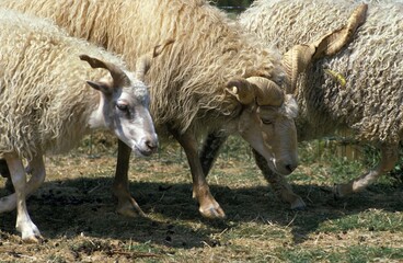 RACKA SHEEP, A BREED FROM HUNGARIA, MALE AND FEMALE