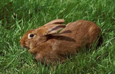 FAUVE DE BOURGOGNE RABBIT, BREED FROM BURGUNDY IN FRANCE