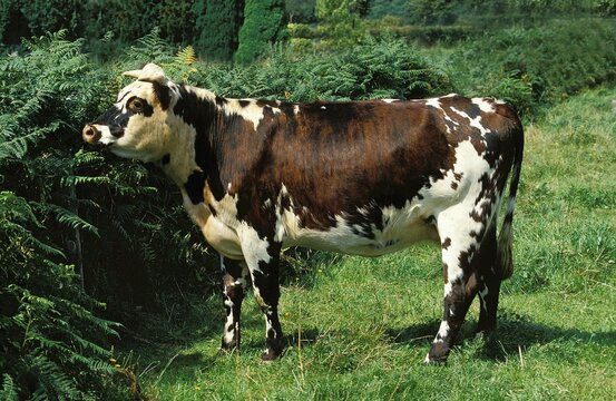 NORMANDY CATTLE, COW STANDING IN PASTURE, NORMANDY