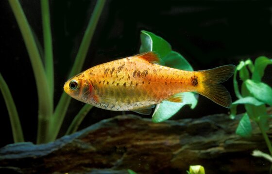 GOLDEN BARB OR CHINESE BARB puntius semifasciolatus