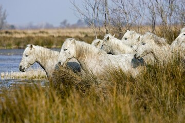 CAMARGUE HORSE, HERD STANDING IN SWAMP, SAINTES MARIE DE LA MER IN SOUTH OF FRANCE