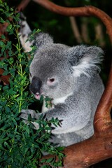 KOALA phascolarctos cinereus, MALE EATING EUCALYPTUS LEAVES