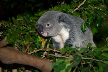 KOALA phascolarctos cinereus, MALE STANDING IN TREE