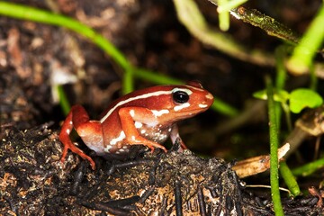 PHANTASMAL POISON FROG epipedobates tricolor, ADULT