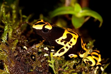 YELLOW-BANDED POISSON FROG dendrobates leucomelas, ADULT