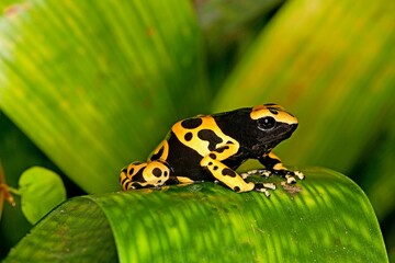 YELLOW-BANDED POISSON FROG dendrobates leucomelas, ADULT
