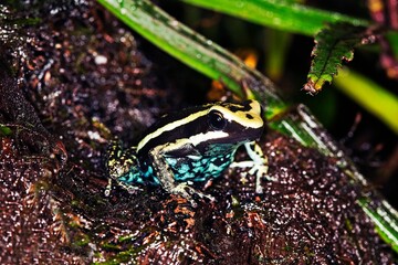 PLEASING POISON FROG epipedobates bassleri, ADULTE, PEROU