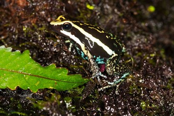 PLEASING POISON FROG epipedobates bassleri, ADULTE, PEROU