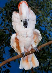 SALMON-CRESTED COCKATOO OR MOLUCCAN COCKATOO cacatua moluccensis, ADULT IN DEFENSIVE POSTURE