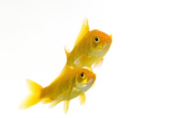 Goldfish, carassius auratus, Adults Against White Background