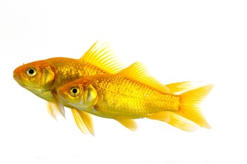 Goldfish, carassius auratus, Adults Against White Background