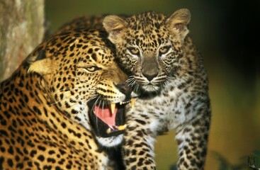 LEOPARD panthera pardus, CUB WITH MOTER SNARLING