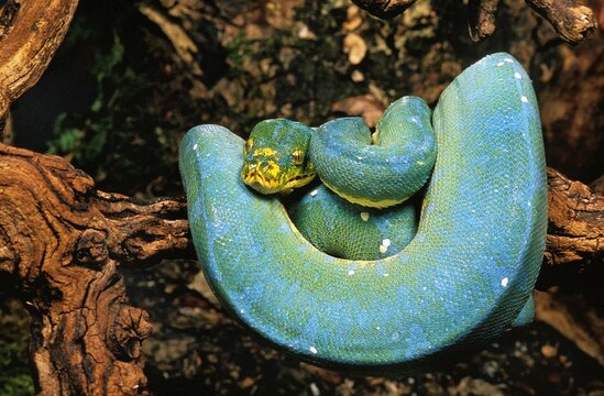 GREEN TREE PYTHON morelia viridis, ADULT COILED AROUND BRANCH