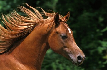 ARABIAN HORSE, PORTRAIT OF ADULT WITH MANE IN THE WIND