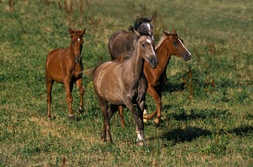 ARABIAN HORSE, HERD GALLOPING IN PADDOCK