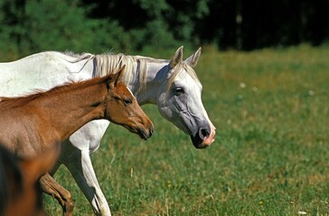 Obraz premium ARABIAN HORSE, MARE WITH FOAL
