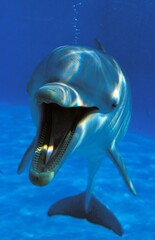 BOTTLENOSE DOLPHIN tursiops truncatus, ADULT WITH OPEN MOUTH, UNDERWATER VIEW