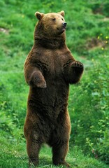 Fototapeta premium BROWN BEAR ursus arctos, ADULT STANDING ON ITS HIND LEGS
