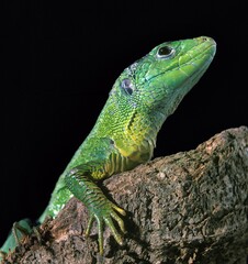 GREEN LIZARD lacerta viridis, ADULT
