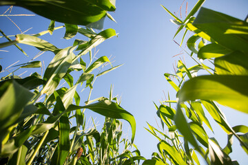 Corn field in the evening sun: corn almost ready for the harvest