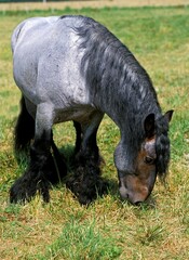 MULASSIERE DU POITOU, ETALON EATING GRASS