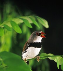DIAMOND FIRETAIL stagonopleura guttata, ADULT SINGING