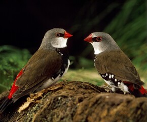 Fototapeta premium DIAMOND FIRETAIL stagonopleura guttata, ADULTS