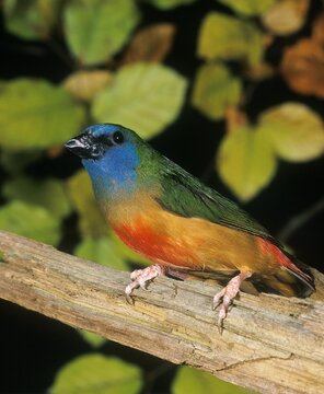 PARROTFINCH erythrura trichroa, ADULT STANDING ON BRANCH