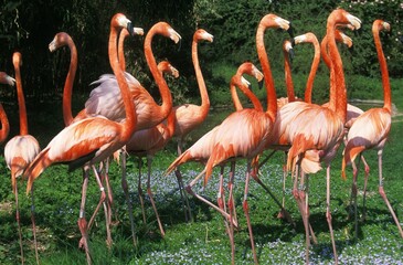 CHILEAN FLAMINGO phoenicopterus chilensis, GROUP OF ADULTS